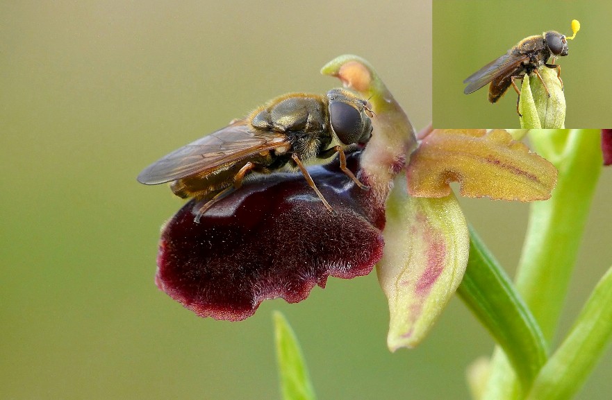 Cheilosia sp. (Syrphidae) impollinatrici di orchidee